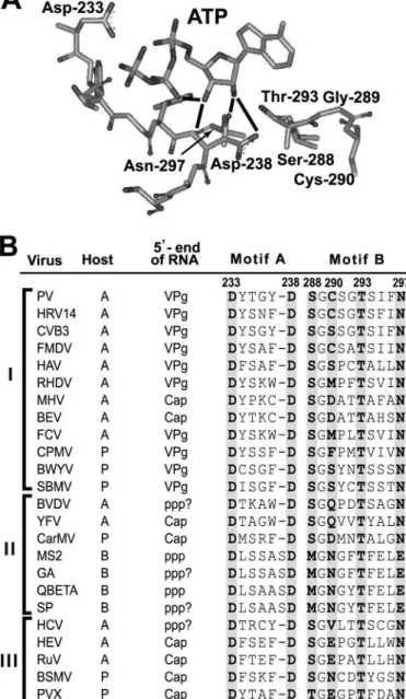 FIGURE 1. Differences in ribose/2 ⴕ-deoxyribose specificity for RNA phage polymerases relative to animal and plant RNA virus polymerases predicted from structure/sequence comparison