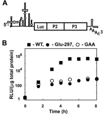 FIGURE 4. Replication of Glu-297 PV in cells is as debilitated as a PV encod- encod-ing a catalytically inactive polymerase