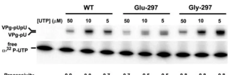 FIGURE 7. VPg-primed RNA synthesis by Gly-297 3Dpol is normal. The yield of uridylylated VPg products and processivity of VPg uridylylation by Gly-297 3Dpol was compared with that of the WT and Glu-297 enzymes as described in the legend to Fig