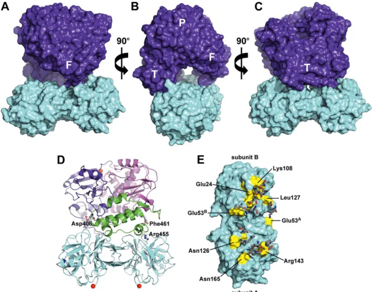 FIGURE 9. Model of 3C 2 -3Dpol complex. A, surfaces of the 3C dimer and 3Dpol are shown in cyan and purple, respectively