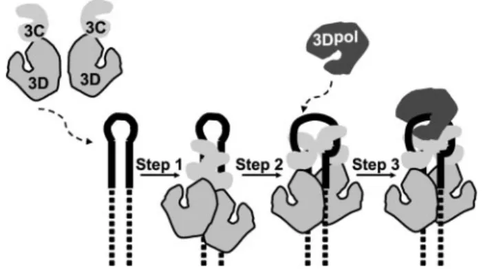 FIGURE 1. Assembly and organization of the picornavirus VPg ribonucle- ribonucle-oprotein complex