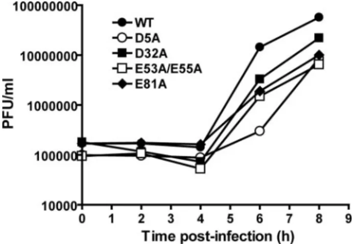 FIGURE 4. Kinetics of RNA synthesis using a luciferase-expressing, subgenomic replicon