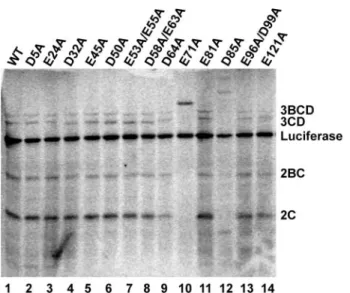 FIGURE 6. VPg uridylylation activity of selected PV 3C mutants. A, sypro- sypro-stained gel of spin column-purified proteins (0.1 ␮g) employed in the VPg uridylylation experiment