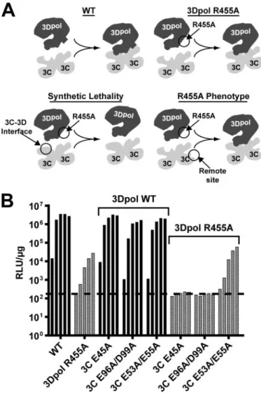 FIGURE 8. PV mutants encoding substitutions in 3C residues proposed to interact with 3Dpol exhibit synthetic lethality in a PV background  pro-ducing 3Dpol R455A