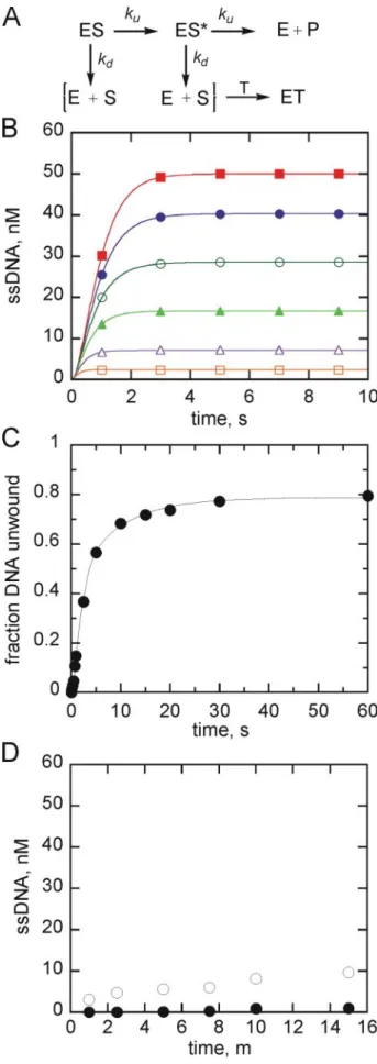 FIGURE 1. Kinetic simulation for pre-steady state DNA unwinding by NS3.