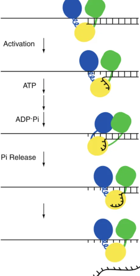 Figure 7. Integrating the ATPase cycle into models for RNA unwind- unwind-ing by HCV NS3