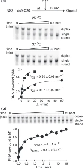 Figure 3. Unwinding of ds9-C20 by NS3 is rapid. (a) Activation of the NS3 . ds9-C20 complex for unwinding is slow and temperature  depen-dent