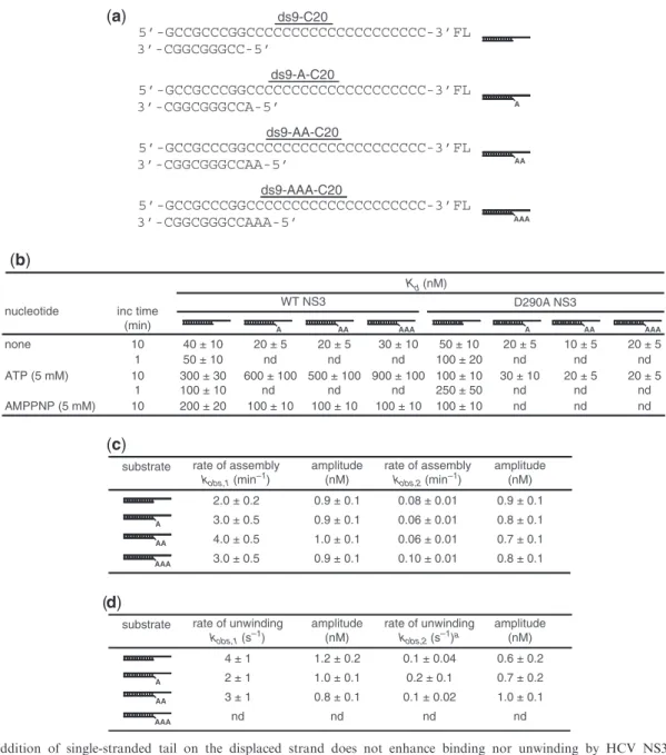 Figure 4. The addition of single-stranded tail on the displaced strand does not enhance binding nor unwinding by HCV NS3