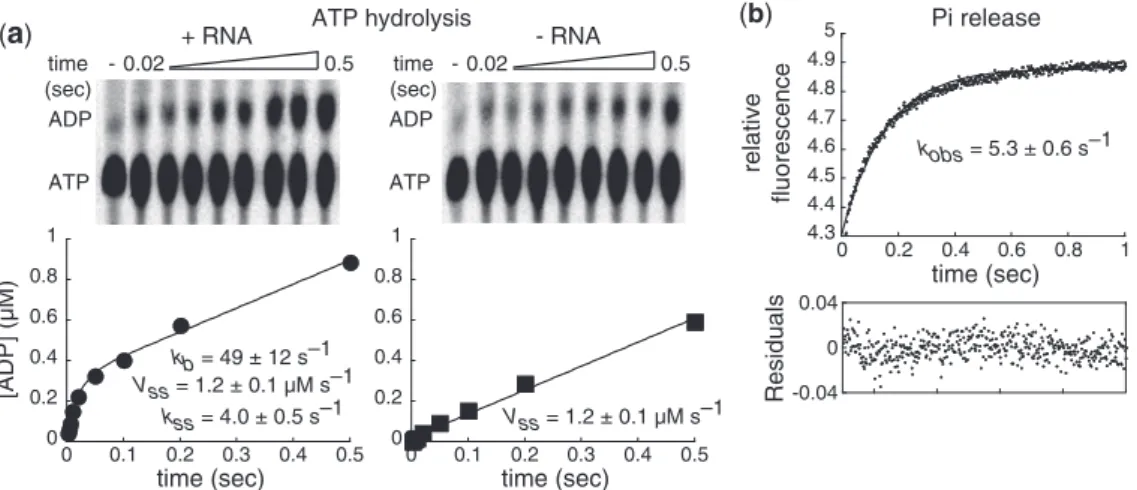 Figure 5. Phosphate release is the rate-limiting step for ds9-C20 unwinding by NS3. (a) ds9-C20 activates NS3-catalyzed ATP hydrolysis