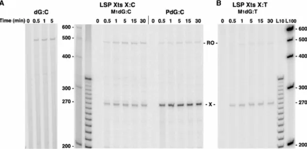 Figure 4. POLRMT transcriptional bypass of M 1 dG or PdG following initiation at LSP. POLRMT damage-arrested (X) and full-length (RO) transcripts from LSP Xts templates containing dG, M 1 dG, and PdG paired with C [dG:C, M 1 dG:C, and PdG:C, (A)] or with T