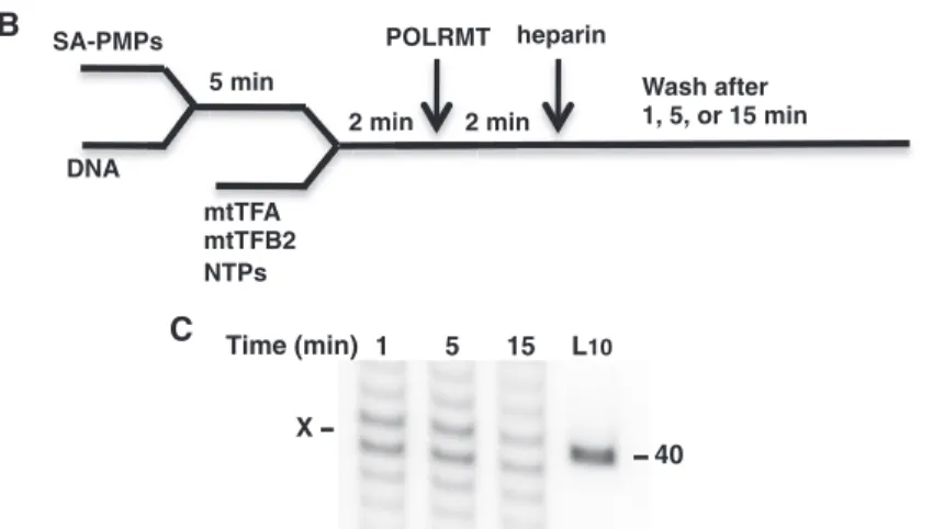 Figure 5. POLRMT complex stability when arrested by PdG. (A) A schematic of the 118-bp POLRMT template containing LSP and a dG or PdG (position X) 36 bases downstream of LSP is shown