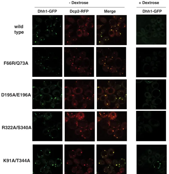 FIGURE 6. The localization of Dhh1 mutants to cytoplasmic foci requires residues involved in ATP and RNA binding
