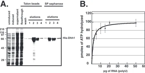 FIGURE 1. ATPase activity of Dhh1 is stimulated by RNA. A, purification of recombinant Dhh1 is shown