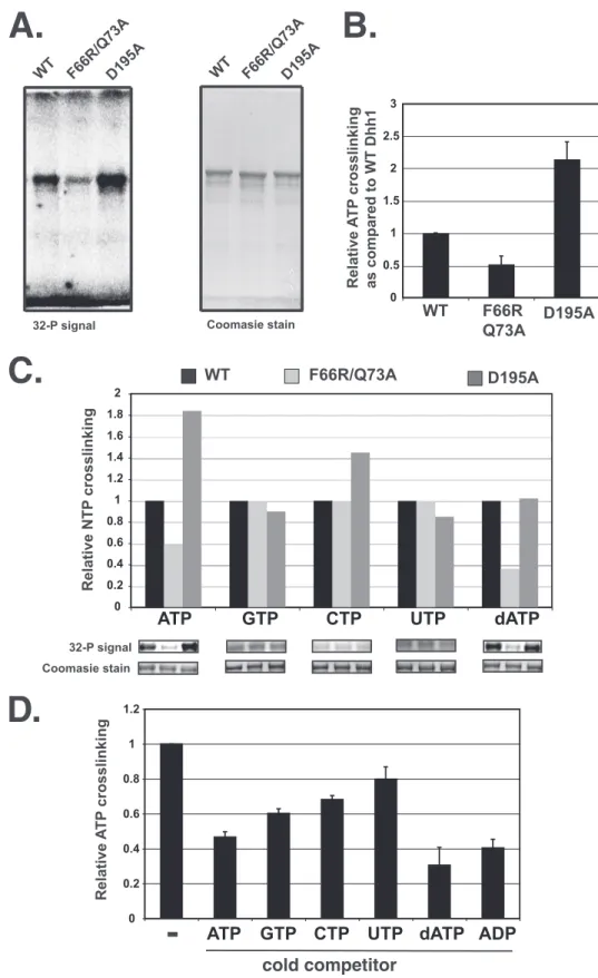 FIGURE 3. Analysis of UV-cross-linking of nucleotides to Dhh1. A, assays contained 4 ␮ M protein and 10 ␮Ci of ␣- 32 P-radiolabled nucleotide