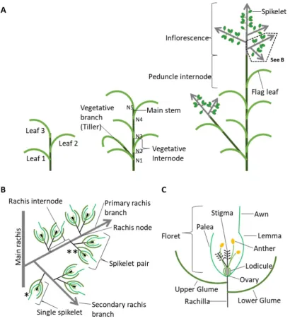 Figure 1 Schematic of archetypal grass vegetative and inflorescence architecture. (A) Whole plant schematics of archetypal grass structures including single leaves developing at nodes of stem, numbered in order of their development (left)
