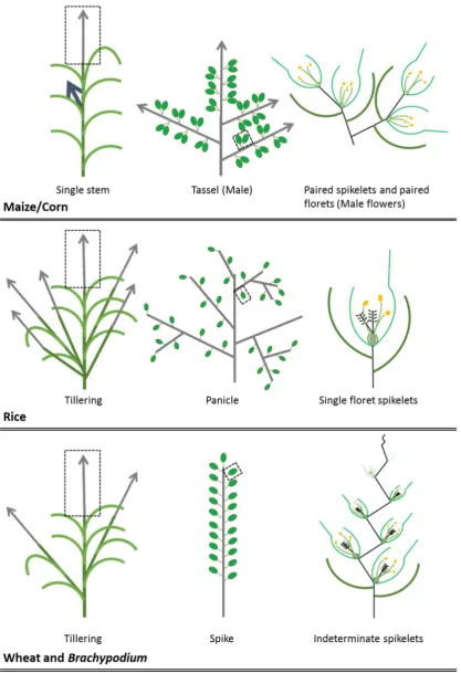 Figure 2 Schematic of vegetative (left), inflorescence (middle) and spikelet (right) structures of maize/corn, rice, and, wheat and Brachypodium