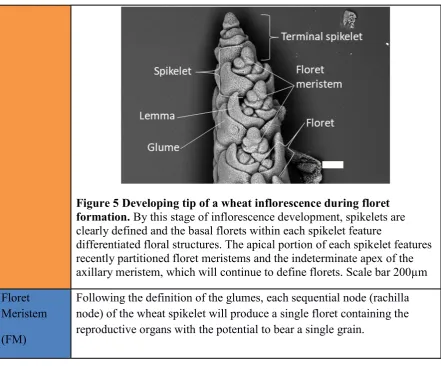 Figure 5 Developing tip of a wheat inflorescence during floret 