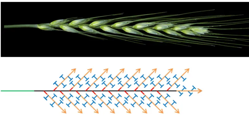 Figure 6 Wheat spike and schematic indicating the meristem states and their position in the developing Inflorescence