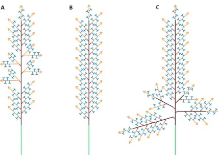 Figure 8 Wheat spike schematics (A) Wheat spike bearing paired spikelets (B) Archetypal wheat spike with single rachis and single spikelets (C) Branched spike with primary branches from the 1st, 2nd, 3rd and 4th rachis nodes (4 most basal nodes)