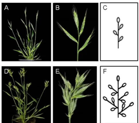 Figure 9 Bd21 and derived branched spike mutant MB71. (A) Bd21 whole plant. (B) Close up of Bd21 spike with four spikelets