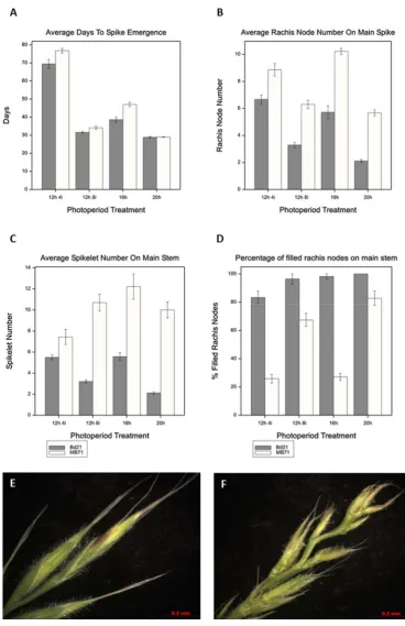 Figure 10 The branched spike Brachypodium mutant MB71 is delayed in inflorescence development