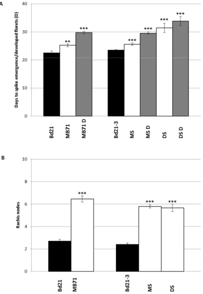 Figure 11 BdFZP mutants have delayed inflorescence development. A, Average number of days before emergence of the main spike from the flag leaf