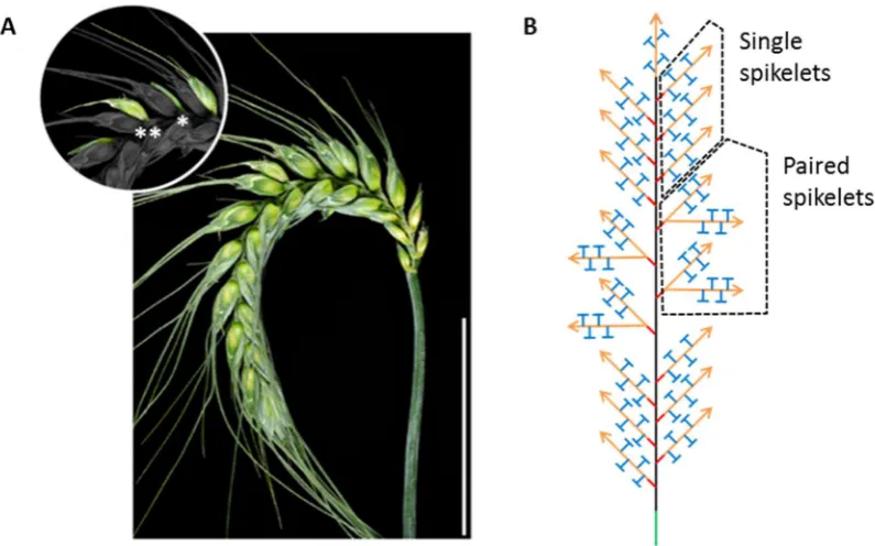 Figure 12 The paired spikelet phenotype of wheat. (A) Wheat spike with complete (**) and rudimentary (*) paired spikelets