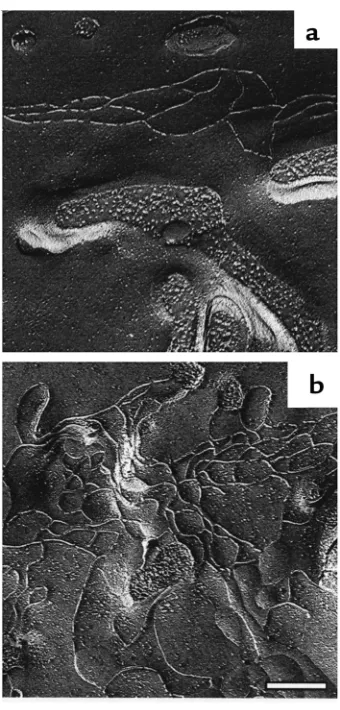 Figure 1 shows the induction of claudin-4 after 4 days