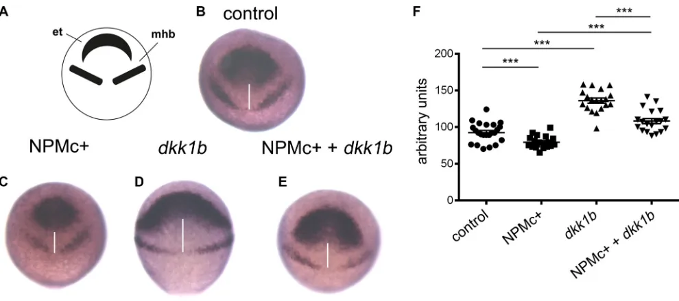 Figure 2: Analysis of CE movements at gastrulation. Whole mount field and telencephalon region (et) and mid-hindbrain boundary (mhb), respectively