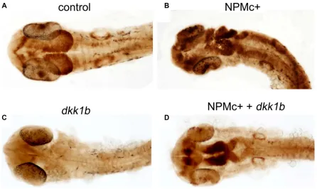 Figure 3: Canonical Wnt activation in 28 hpf embryos. DAB-staining for GFP expression in (32/32); (Embryos are shown in dorsal view