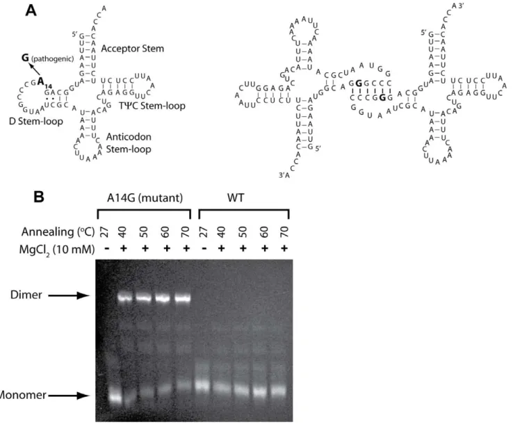 Figure 3. Analysis of hs mt-tRNA Leu A14G mutant dimer formation. (A) Secondary structure of hs mt-tRNA Leu in the cloverleaf representation with the four stem-(loops) named (left-hand panel)