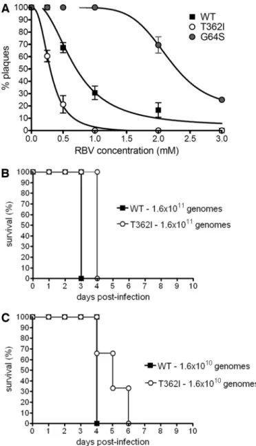 FIGURE 7. PV encoding the T362I substitution in motif D expresses a mutator phenotype in cell culture and is attenuated in vivo