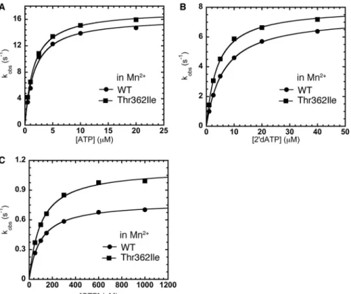 FIGURE 4. The T362I substitution in motif D lowers sugar and nucleobase selection by making the pre-chemistry conformational change more efficient