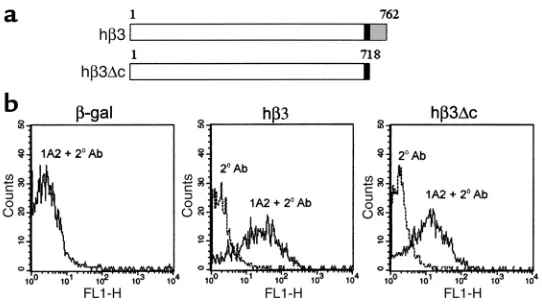 Figure 1Efficient hβ3 integrin surface expression is obtained after retroviral transductionof primary osteoclast precursors