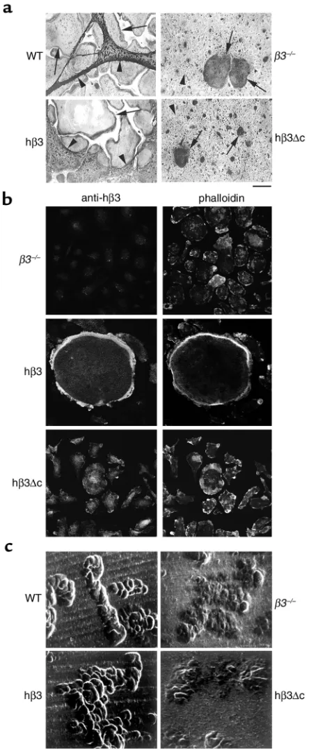 Figure 2β