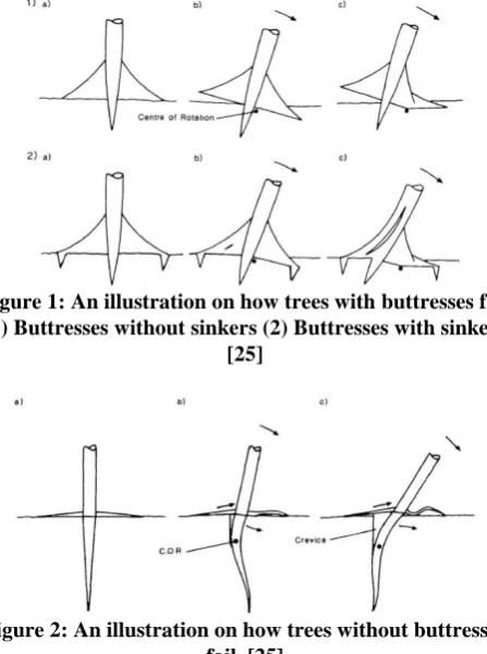 Figure 2: An illustration on how trees without buttresses  fail. [25] 