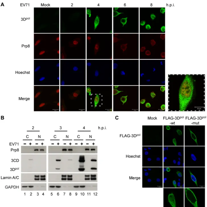 Figure 2. 3D pol and Prp8 are colocalized in the nucleus at 4 h.p.i. (A) The 3D pol -Prp8 association is localized in the nucleus at 4 h.p.i