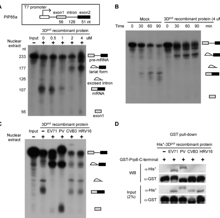 Figure 3. The EV71 and PV 3D pol interfere with the splicing process and inhibit mRNA synthesis