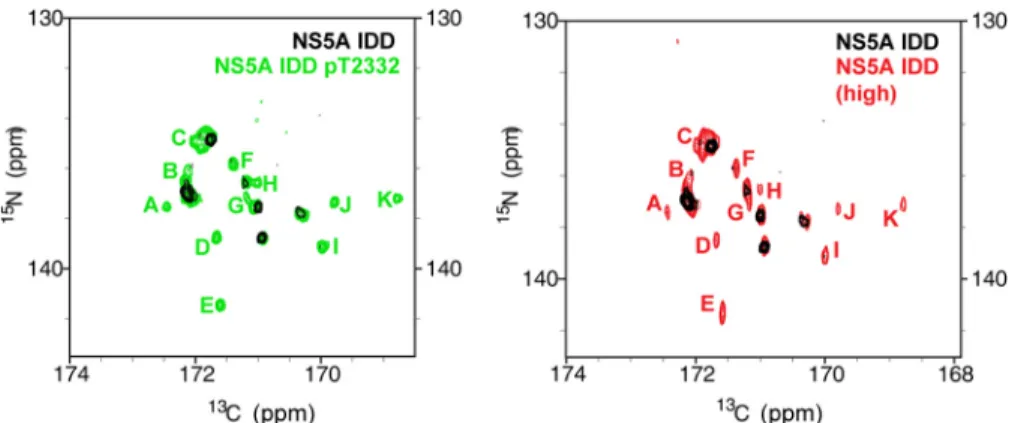 FIGURE 8. Binding of SH3 domain favors interaction with PKA-phosphorylated NS5A IDD. A, the 15 N, 13 C CON spectra of NS5A IDD T2332E with 0 (purple), 1 (pink), and 2 (red) eq of unlabeled SH3 added zoomed to the proline region of the spectrum