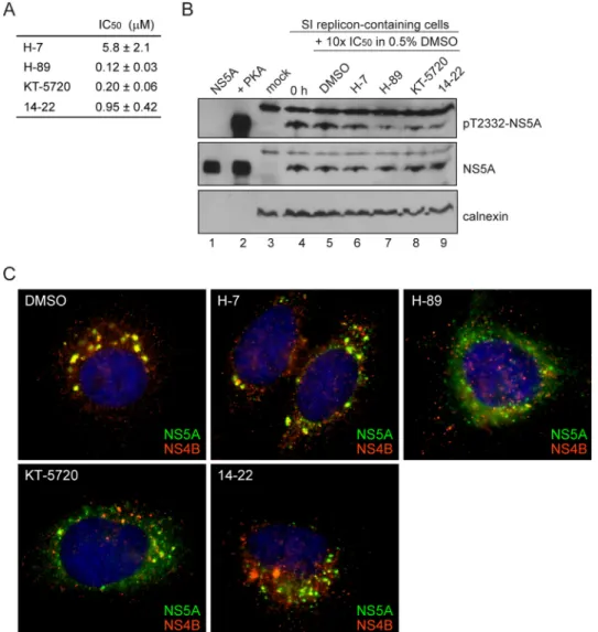 FIGURE 10. PKA targets other than NS5A are required for HCV replication. A, PKA phosphorylates NS5A at Thr-2332 in cells replicating HCV RNA