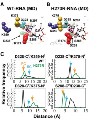 FIGURE 6. H273R RdRp-RNA complex resembles the post-incorporation complex. A, the average structure for the active site of WT RdRp-RNA complex observed during the MD simulation is shown using the same orientation and color scheme described in the legend fo