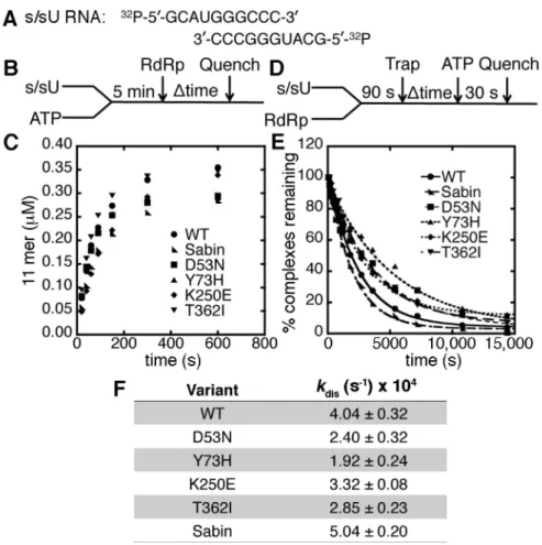 Figure 2. The Sabin amino acid substitutions do not substantially change the association or dissociation of RdRp complexes