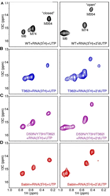 Figure 5. The Sabin I RdRp does not readily populate the closed conformation when incorrect nucleotide binds
