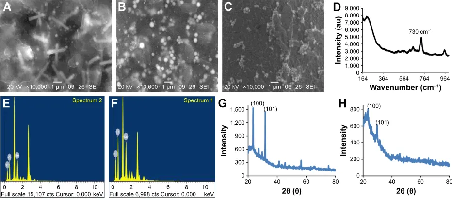 Figure 4 UV–Vis spectrum of seNPs synthesized by total cell protein using (A) 1 mg/ml, (B) 2 mg/ml and (C) 3 mg/ml
