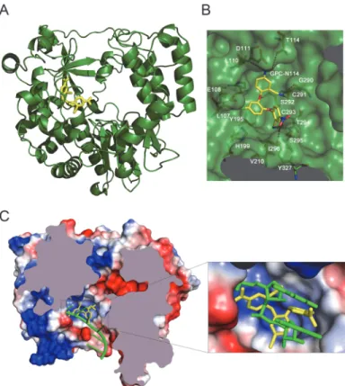 Fig 3. The binding site of GPC-N114 on CVB3 3D pol . (A) Ribbon diagram of the CVB3 3D pol structure (green)
