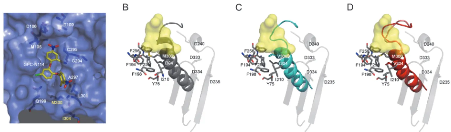 Fig 4. Effects of mutations M300V and I304V on the GPC-N114 binding site in EMCV 3D pol 