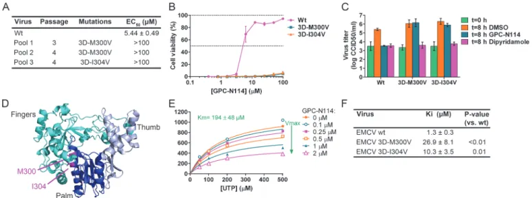 Fig 2. Mutations in EMCV 3D pol confer resistance to GPC-N114. (A) Location of the mutations in GPC-N114-resistant EMCV pools and the EC 50 of recombinant viruses as determined in a multicycle CPE-reduction assay