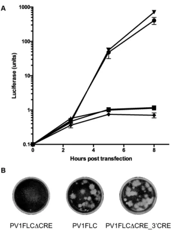 Figure 2. Replication and recombination of poliovirus with the CRE lo- lo-cated in the 3  non-coding region