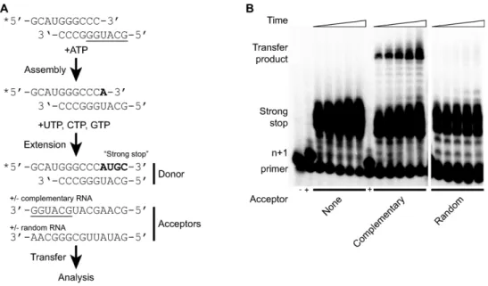 Figure 4. A biochemically-defined in vitro recombination assay. (A) Scheme for in vitro template-switching assay