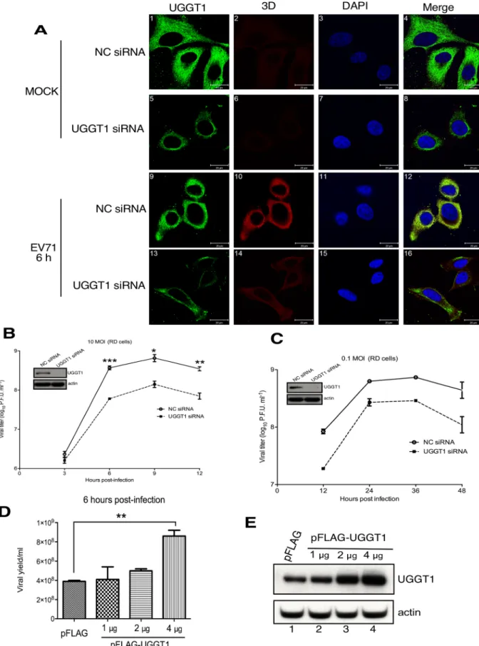 Fig 3. UGGT1 facilitates EVA71 replication and propagation. (A) Confocal microscopy results of UGGT1 and 3D expression in NC or UGGT1 siRNA-treated RD cells that were infected with EVA71 and subjected to immunostaining at 6 h post-infection